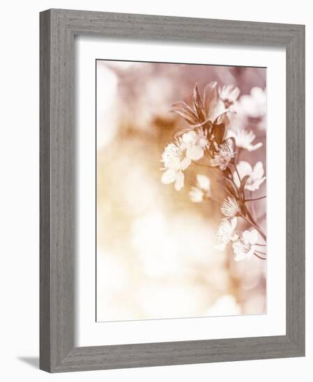 White Cherry Flowers on Sunny Day, Floral Branch of Blooming Tree in the Garden-Anna Omelchenko-Framed Art Print