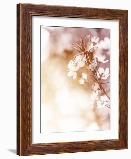 White Cherry Flowers on Sunny Day, Floral Branch of Blooming Tree in the Garden-Anna Omelchenko-Framed Art Print