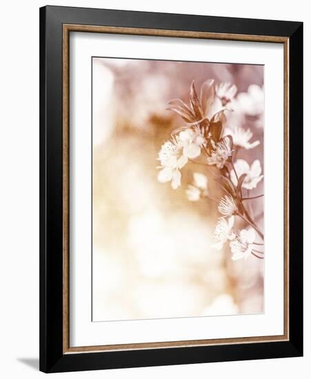 White Cherry Flowers on Sunny Day, Floral Branch of Blooming Tree in the Garden-Anna Omelchenko-Framed Art Print