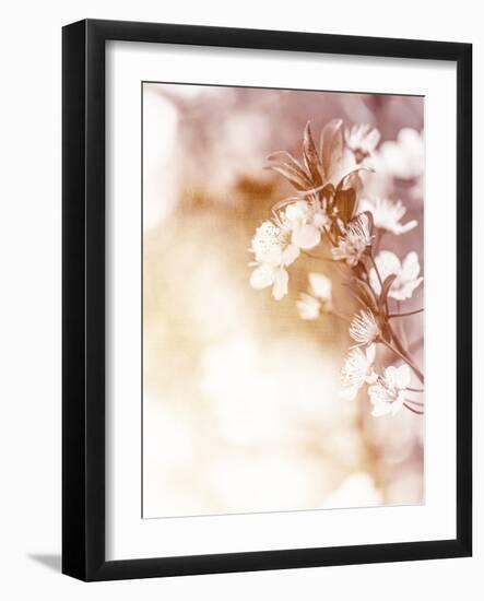 White Cherry Flowers on Sunny Day, Floral Branch of Blooming Tree in the Garden-Anna Omelchenko-Framed Art Print