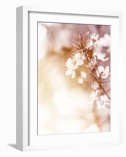 White Cherry Flowers on Sunny Day, Floral Branch of Blooming Tree in the Garden-Anna Omelchenko-Framed Art Print