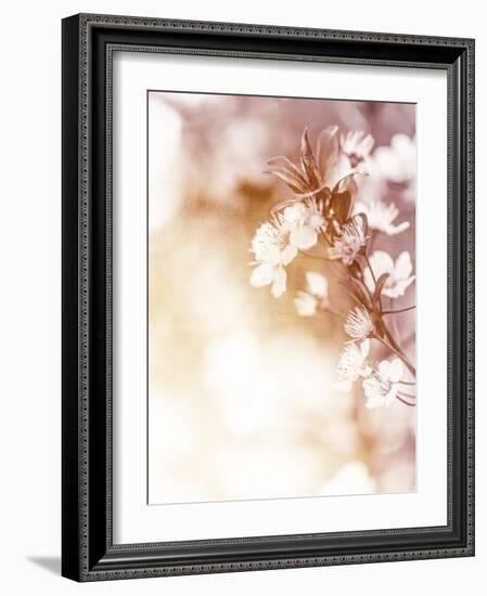 White Cherry Flowers on Sunny Day, Floral Branch of Blooming Tree in the Garden-Anna Omelchenko-Framed Art Print