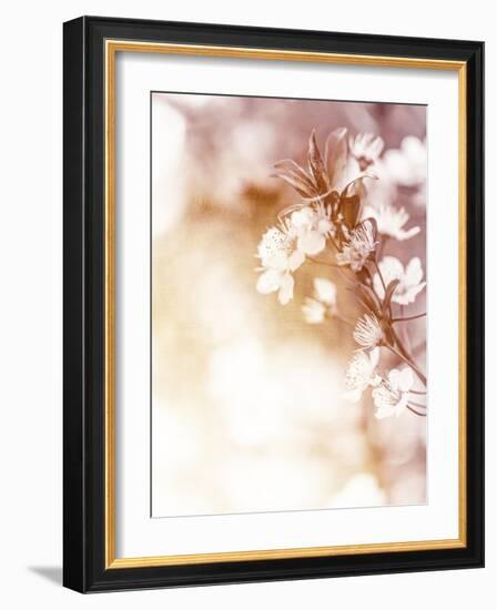 White Cherry Flowers on Sunny Day, Floral Branch of Blooming Tree in the Garden-Anna Omelchenko-Framed Art Print