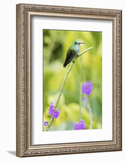 White-Chested Emerald-Ken Archer-Framed Photographic Print