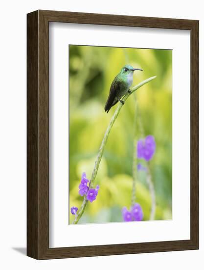 White-Chested Emerald-Ken Archer-Framed Photographic Print