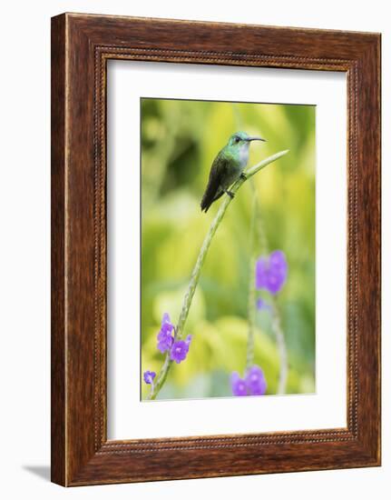 White-Chested Emerald-Ken Archer-Framed Photographic Print