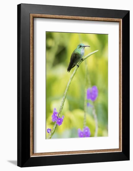 White-Chested Emerald-Ken Archer-Framed Photographic Print