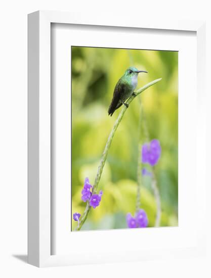 White-Chested Emerald-Ken Archer-Framed Photographic Print