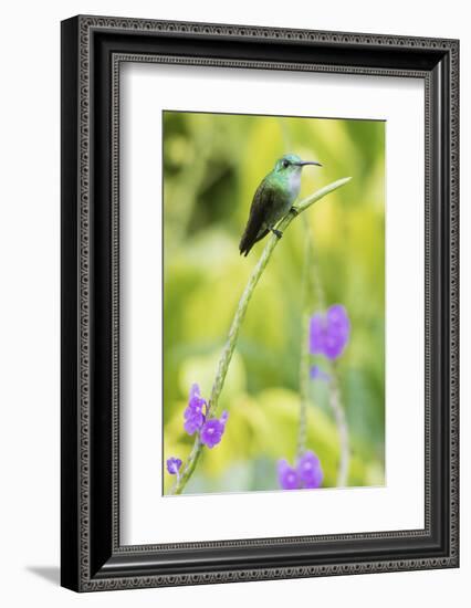 White-Chested Emerald-Ken Archer-Framed Photographic Print