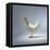 White Chicken-Luzia Ellert-Framed Stretched Canvas