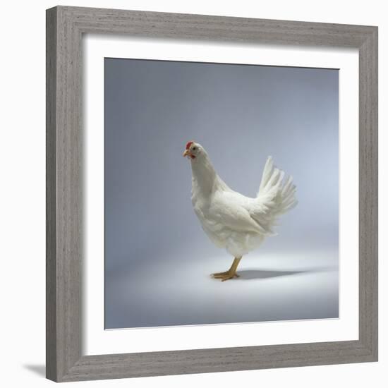 White Chicken-Luzia Ellert-Framed Photographic Print