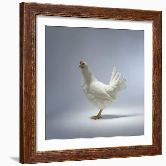 White Chicken-Luzia Ellert-Framed Photographic Print