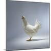 White Chicken-Luzia Ellert-Mounted Photographic Print