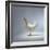 White Chicken-Luzia Ellert-Framed Photographic Print