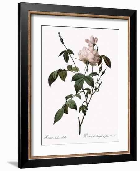 White China Rose-Pierre Joseph Redoute-Framed Giclee Print