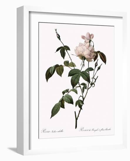 White China Rose-Pierre Joseph Redoute-Framed Giclee Print