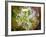 White Chrysanthemum Flowers,Abstract Digital Painting-Tithi Luadthong-Framed Art Print