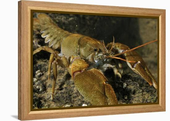 White Clawed Crayfish (Austropotamobius Pallipes) on River Bed, Viewed Underwater, River Leith, UK-Linda Pitkin-Framed Premier Image Canvas