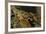 White Clawed Crayfish (Austropotamobius Pallipes) on River Bed, Viewed Underwater, River Leith, UK-Linda Pitkin-Framed Photographic Print