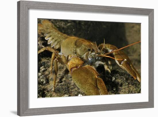 White Clawed Crayfish (Austropotamobius Pallipes) on River Bed, Viewed Underwater, River Leith, UK-Linda Pitkin-Framed Photographic Print