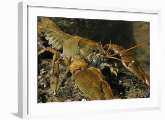 White Clawed Crayfish (Austropotamobius Pallipes) on River Bed, Viewed Underwater, River Leith, UK-Linda Pitkin-Framed Photographic Print