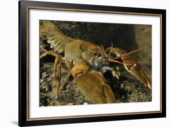 White Clawed Crayfish (Austropotamobius Pallipes) on River Bed, Viewed Underwater, River Leith, UK-Linda Pitkin-Framed Photographic Print