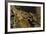 White Clawed Crayfish (Austropotamobius Pallipes) on River Bed, Viewed Underwater, River Leith, UK-Linda Pitkin-Framed Photographic Print