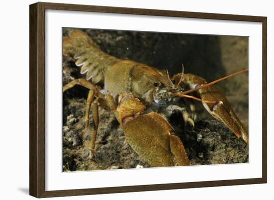 White Clawed Crayfish (Austropotamobius Pallipes) on River Bed, Viewed Underwater, River Leith, UK-Linda Pitkin-Framed Photographic Print