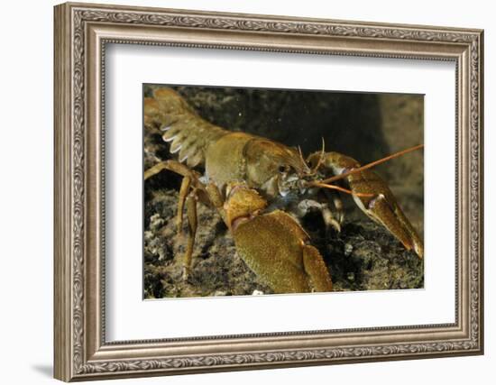 White Clawed Crayfish (Austropotamobius Pallipes) on River Bed, Viewed Underwater, River Leith, UK-Linda Pitkin-Framed Photographic Print