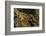 White Clawed Crayfish (Austropotamobius Pallipes) on River Bed, Viewed Underwater, River Leith, UK-Linda Pitkin-Framed Photographic Print