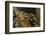 White Clawed Crayfish (Austropotamobius Pallipes) on River Bed, Viewed Underwater, River Leith, UK-Linda Pitkin-Framed Photographic Print