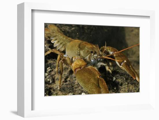 White Clawed Crayfish (Austropotamobius Pallipes) on River Bed, Viewed Underwater, River Leith, UK-Linda Pitkin-Framed Photographic Print