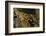 White Clawed Crayfish (Austropotamobius Pallipes) on River Bed, Viewed Underwater, River Leith, UK-Linda Pitkin-Framed Photographic Print