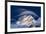 White cloud at dawn lights up Piz Bernina and Biancograt, Engadine, Canton of Graubunden, Engadine,-Roberto Moiola-Framed Photographic Print