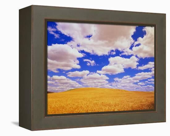 White Clouds Over Wheat Field-Darrell Gulin-Framed Premier Image Canvas