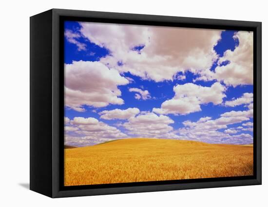 White Clouds Over Wheat Field-Darrell Gulin-Framed Premier Image Canvas