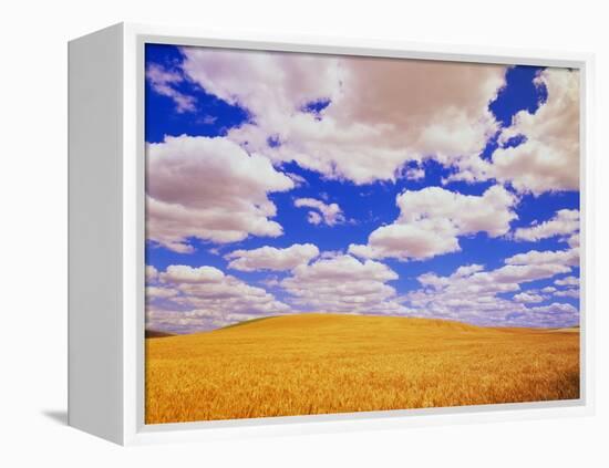 White Clouds Over Wheat Field-Darrell Gulin-Framed Premier Image Canvas