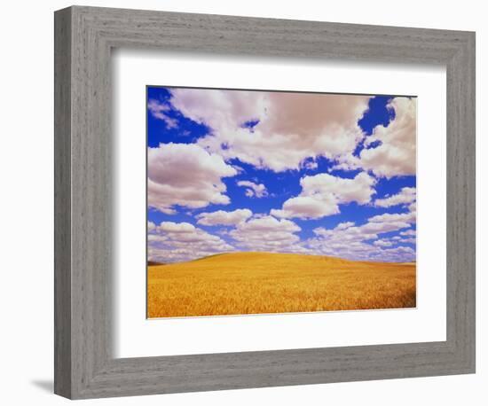 White Clouds Over Wheat Field-Darrell Gulin-Framed Photographic Print