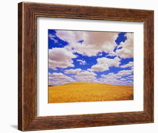 White Clouds Over Wheat Field-Darrell Gulin-Framed Photographic Print