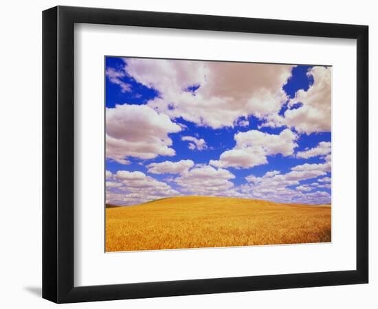 White Clouds Over Wheat Field-Darrell Gulin-Framed Photographic Print