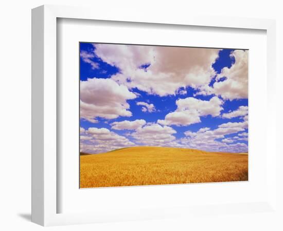 White Clouds Over Wheat Field-Darrell Gulin-Framed Photographic Print