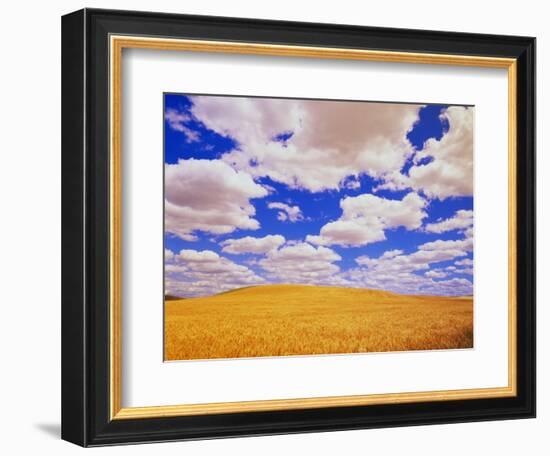 White Clouds Over Wheat Field-Darrell Gulin-Framed Photographic Print