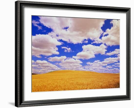 White Clouds Over Wheat Field-Darrell Gulin-Framed Photographic Print