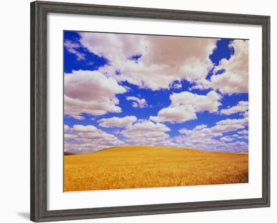 White Clouds Over Wheat Field-Darrell Gulin-Framed Photographic Print