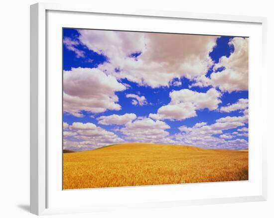 White Clouds Over Wheat Field-Darrell Gulin-Framed Photographic Print