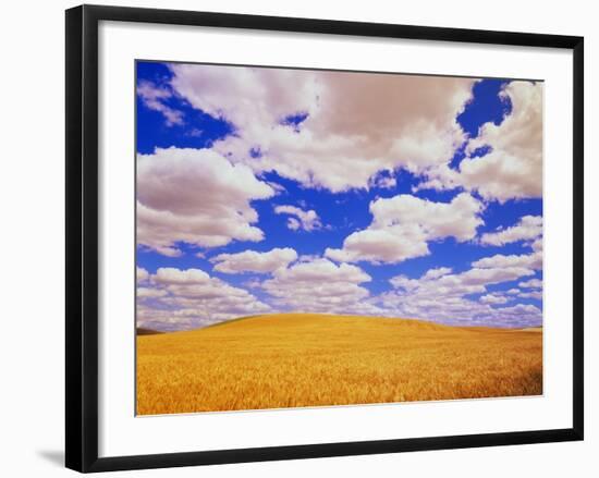 White Clouds Over Wheat Field-Darrell Gulin-Framed Photographic Print