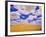 White Clouds Over Wheat Field-Darrell Gulin-Framed Photographic Print