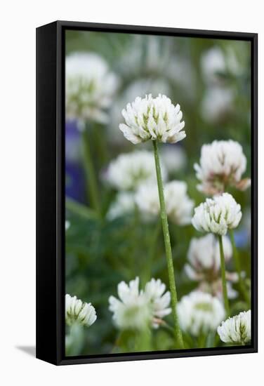 White Clover (Trifolium Repens) In Flower-Duncan Shaw-Framed Premier Image Canvas