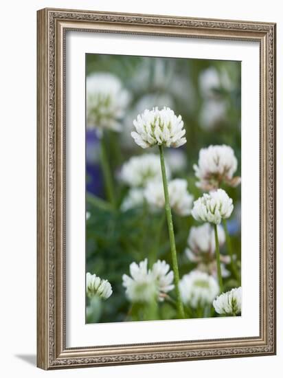 White Clover (Trifolium Repens) In Flower-Duncan Shaw-Framed Photographic Print