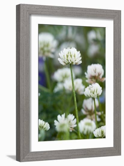 White Clover (Trifolium Repens) In Flower-Duncan Shaw-Framed Photographic Print